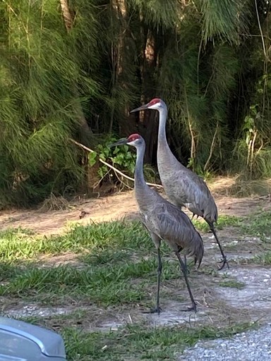 The Micco Fishing Bungalow on the Indian River FL | Cottages (Micco, Florida, United States of America)