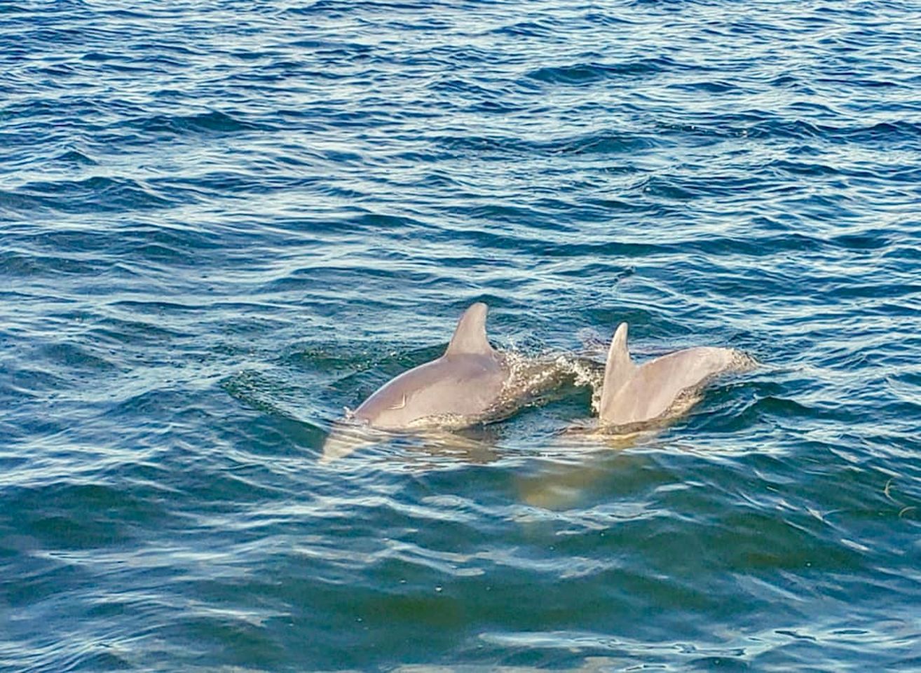 Family-Friendly Beach House with Dock & Kayaks on Secluded Little Gasparilla Island near Boca Grande, Florida