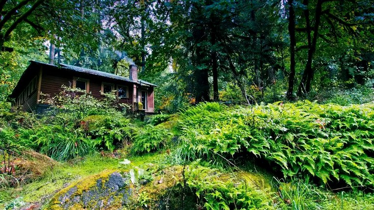 The cabin surrounded by ferns in the woods for camping near Portland, Oregon