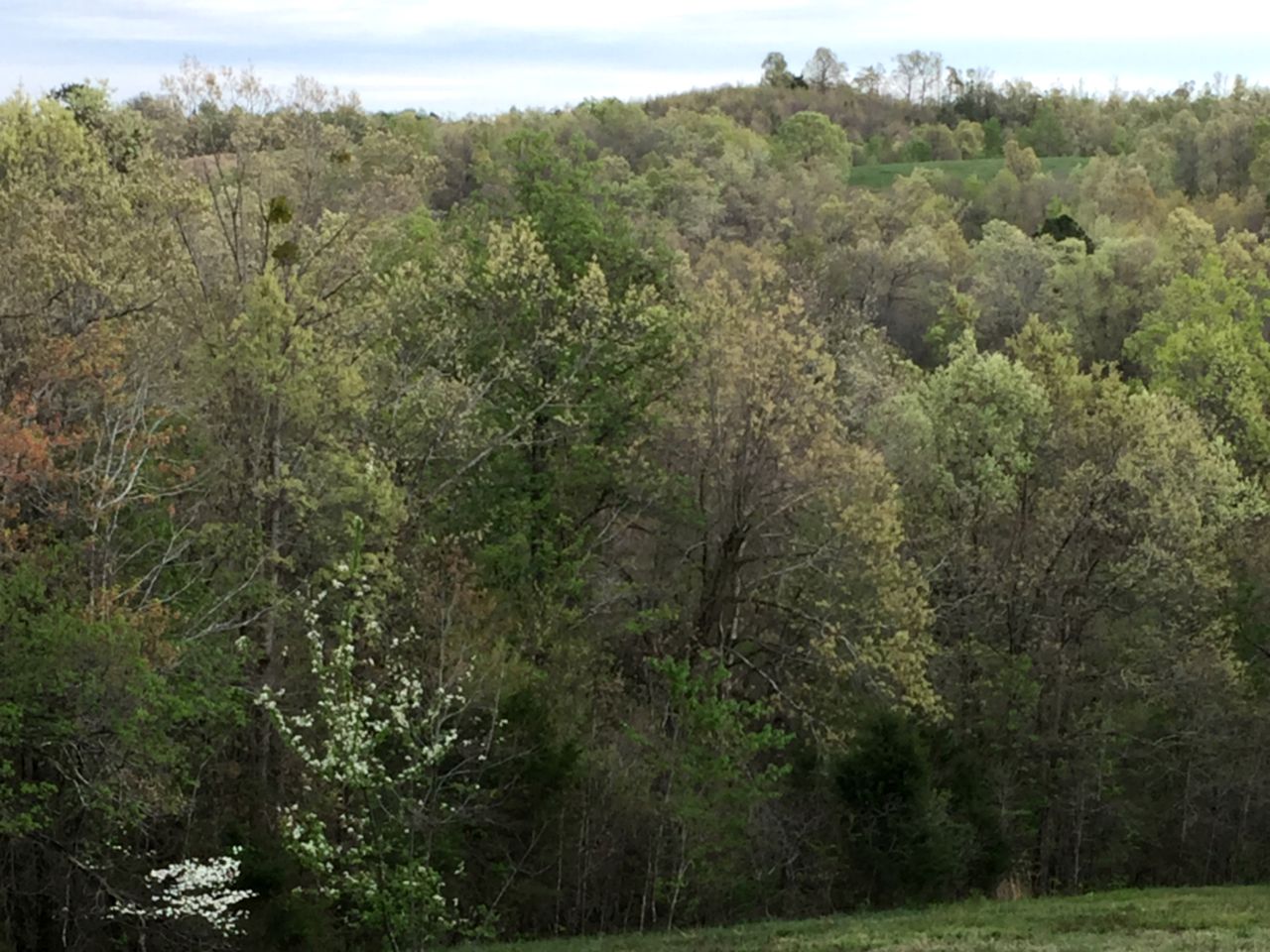 Secluded Cabin on Organic Working Farm in the Ozarks of Northern Arkansas