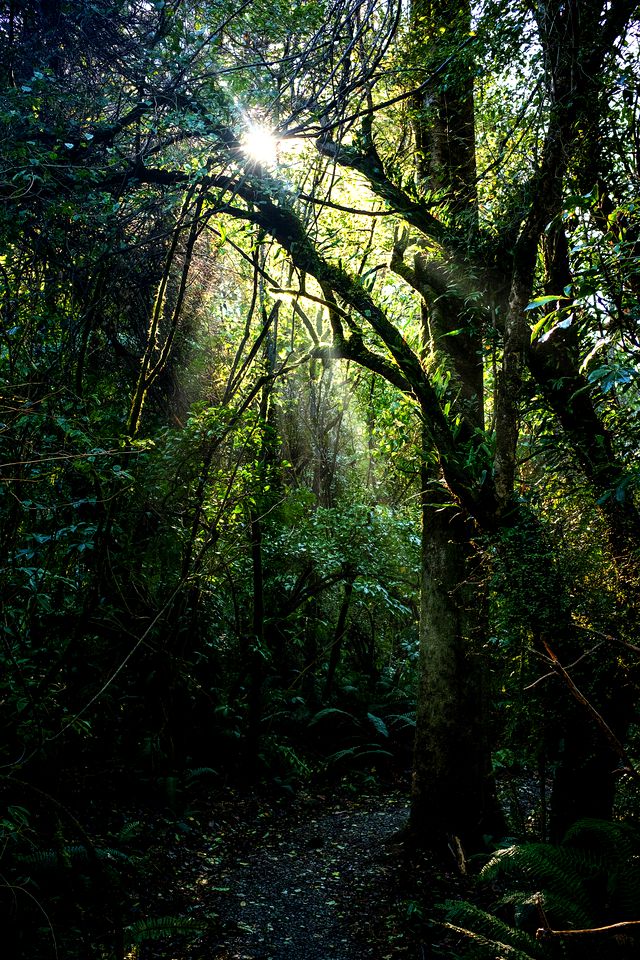 Secluded Cabin Rental Completely Surrounded by Rainforest in Peel Forest, South Island