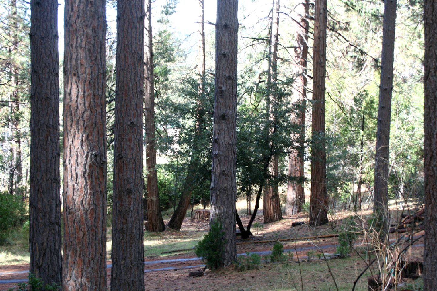 Secluded Cabin Surrounded By Pine Trees in Idyllwild, California