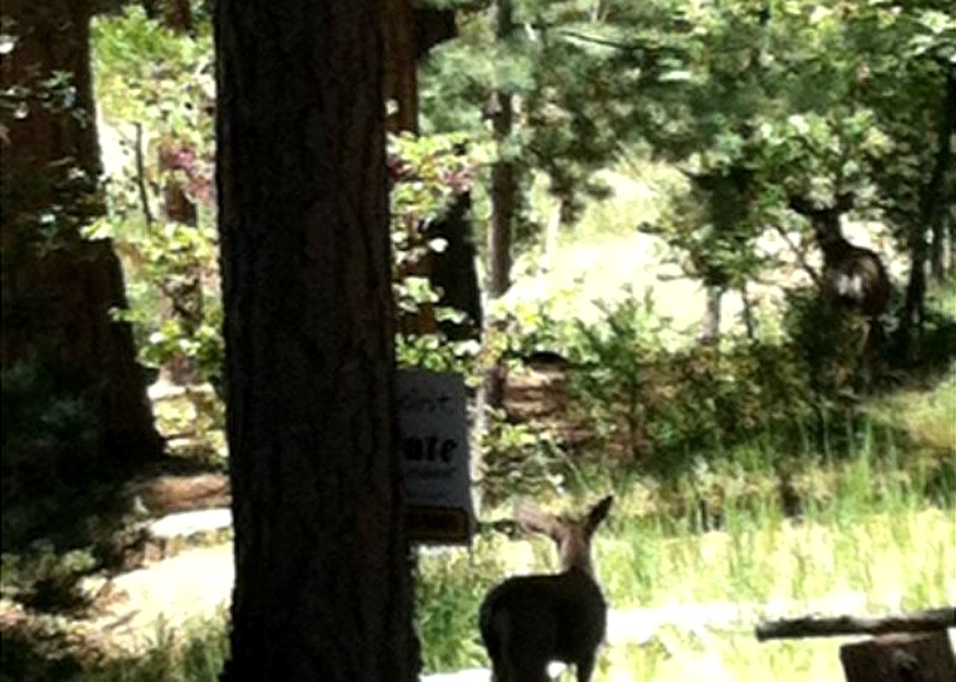 Secluded Cabin Surrounded By Pine Trees in Idyllwild, California