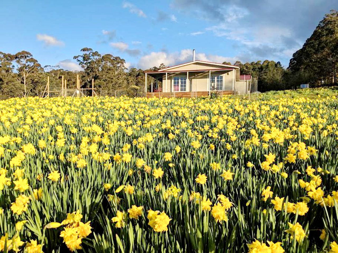 Cottages (Deloraine, Tasmania, Australia)