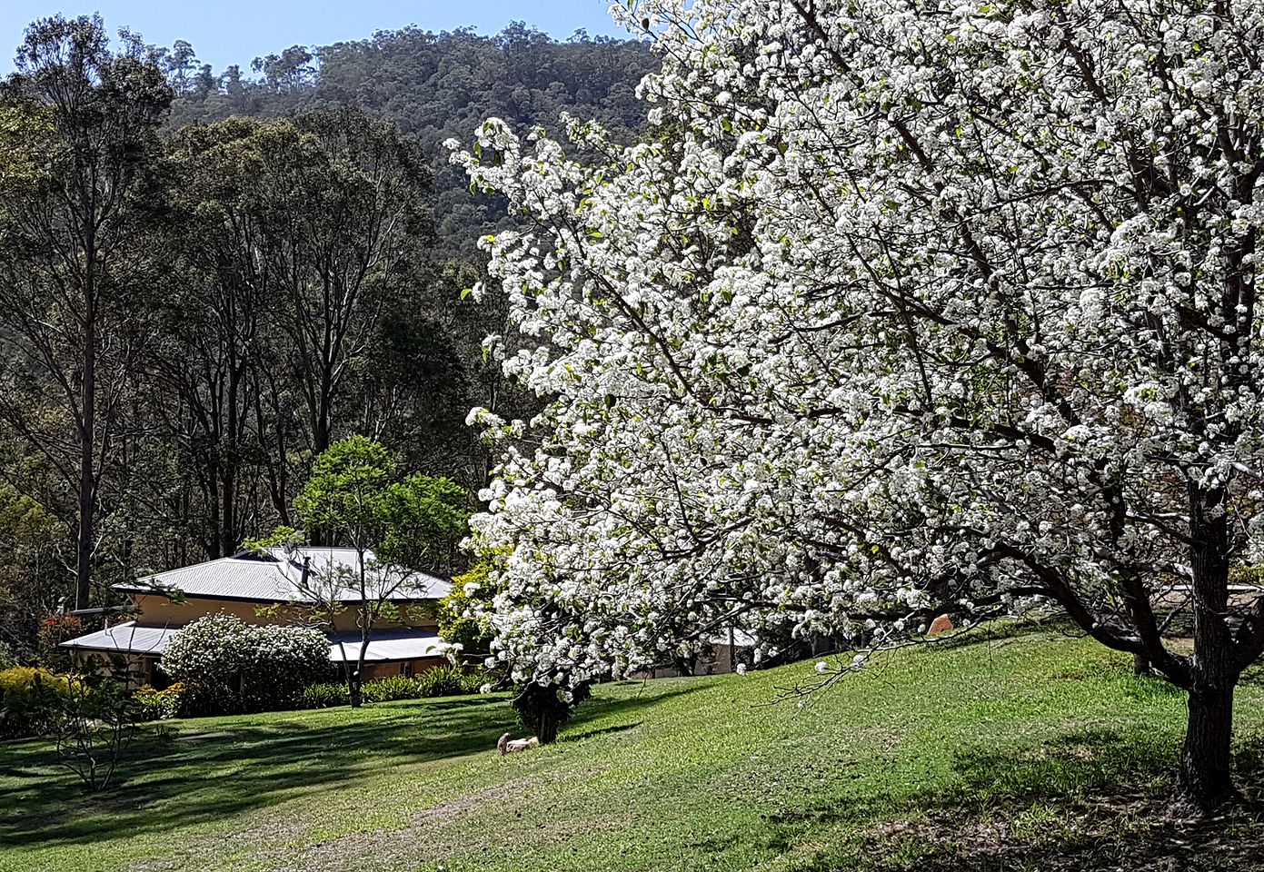 Lyrebird Studio, Cottages, Cessnock, Australia Glamping Hub