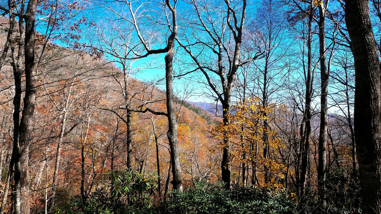 Secluded Mountain Cabin Retreat with Scenic Woodland Views near Black Mountain, NC