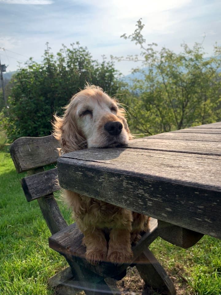 Secluded Historic Cottage with Mountain Views near Cader Idris in Snowdonia, Wales