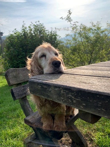 Cottages (United Kingdom, Gwynedd, Wales)