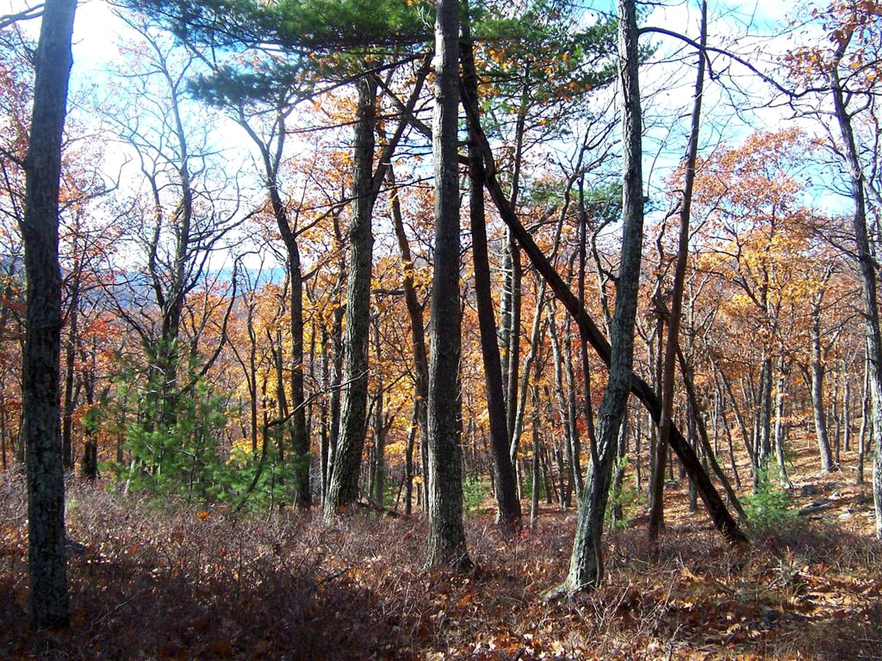 Wonderful Cabin Rental with Hot Tub Five Miles from Woodstock, New York