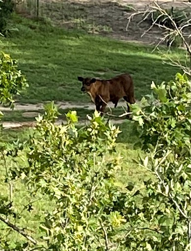 Cabins (United States of America, Fredericksburg, Texas)