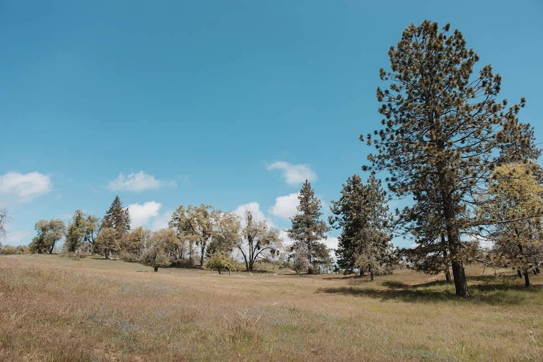 Cabins (United States of America, Dunlap, California)