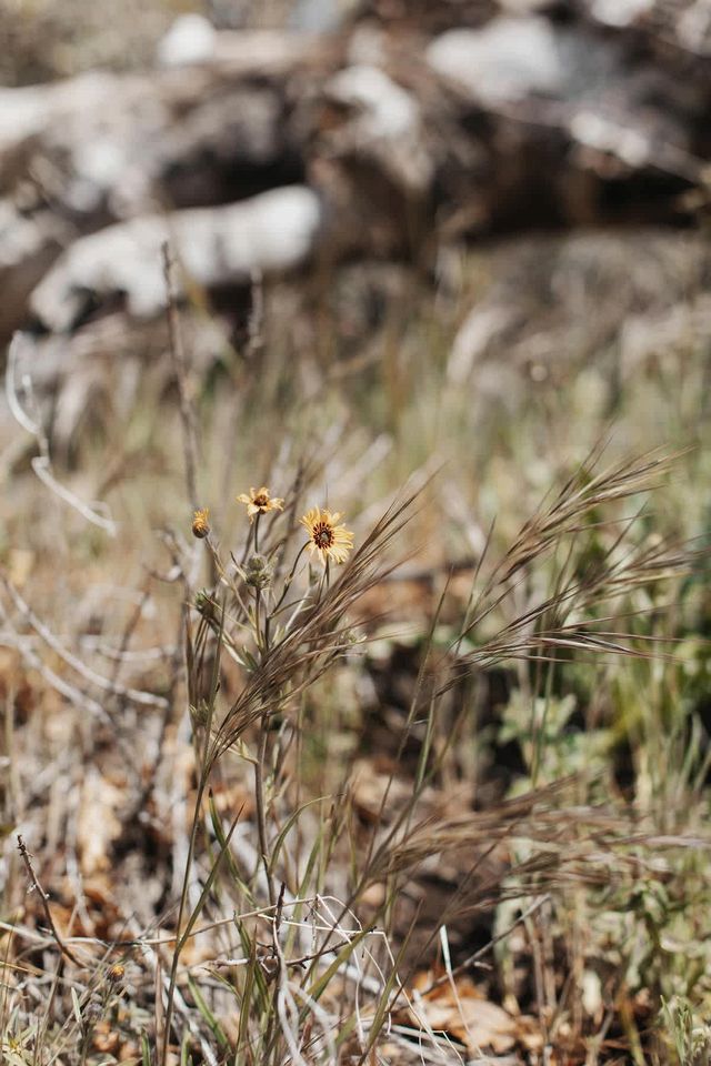 Secluded and Minimalist One Bedroom Cabin, Perfect for a Visit to Kings Canyon National Park