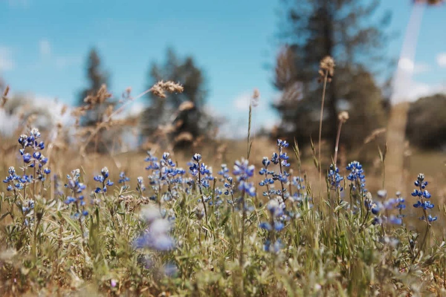 Secluded and Rustic Three Bedroom Cabin with Wood Burning Stove, Perfect for a Glamping Retreat in the Sequoias
