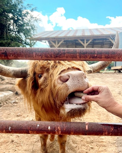 Tented Cabins (United States of America, Greenville, South Carolina)
