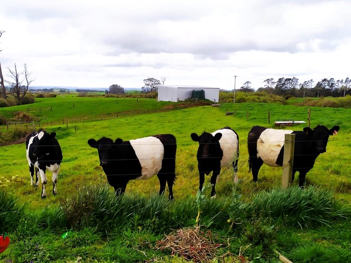 Tiny Houses (New Zealand, Stratford, North Island)