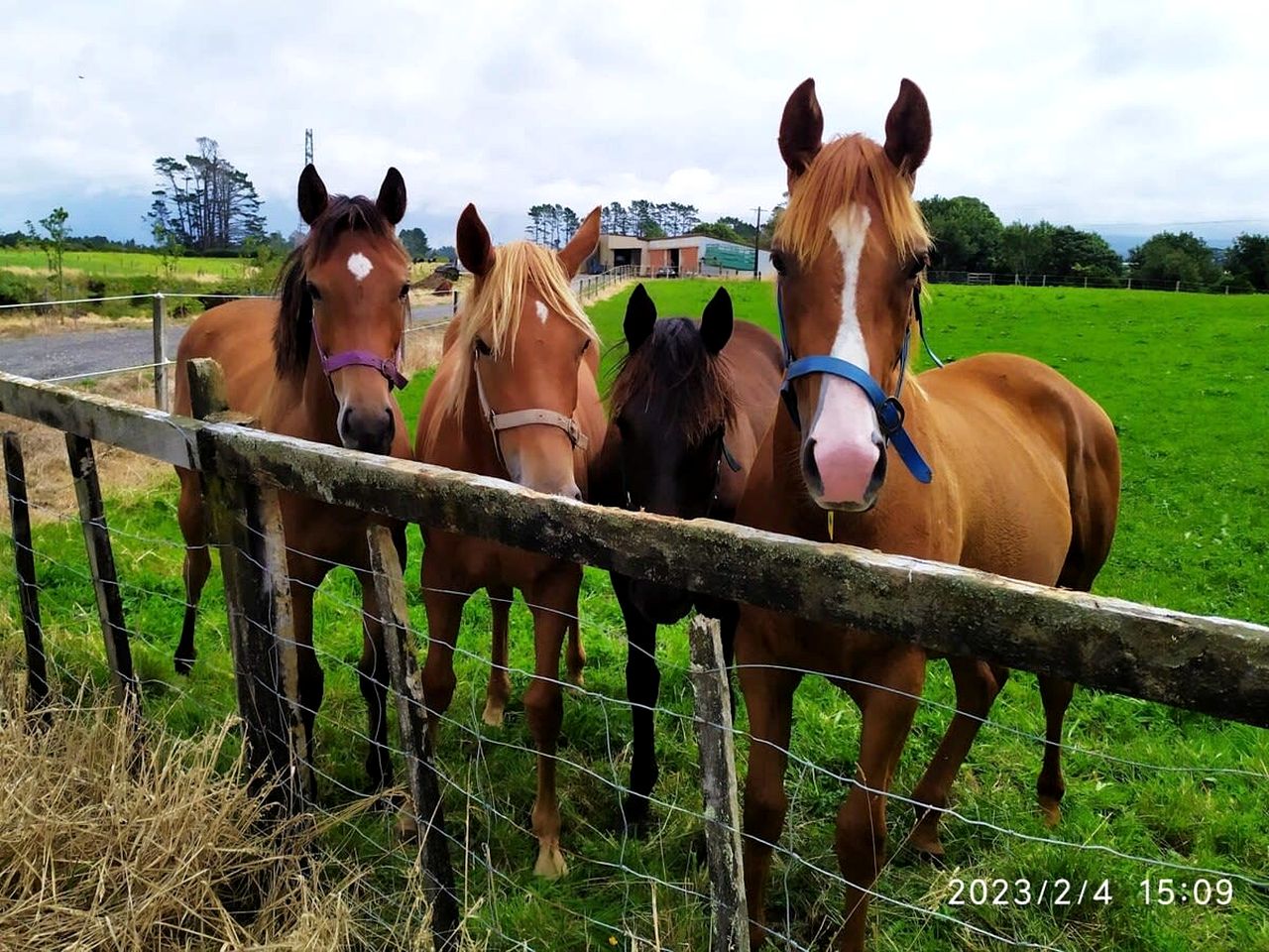 Secluded Tiny House with Breathtaking Mountain Views in Stratford, North Island