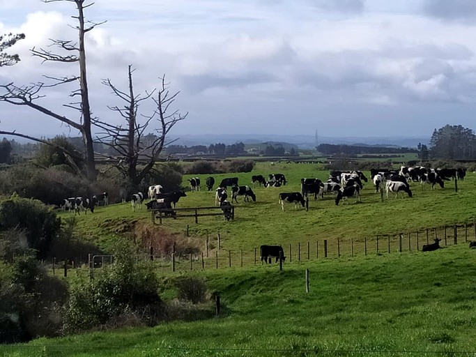 Tiny Houses (New Zealand, Stratford, North Island)
