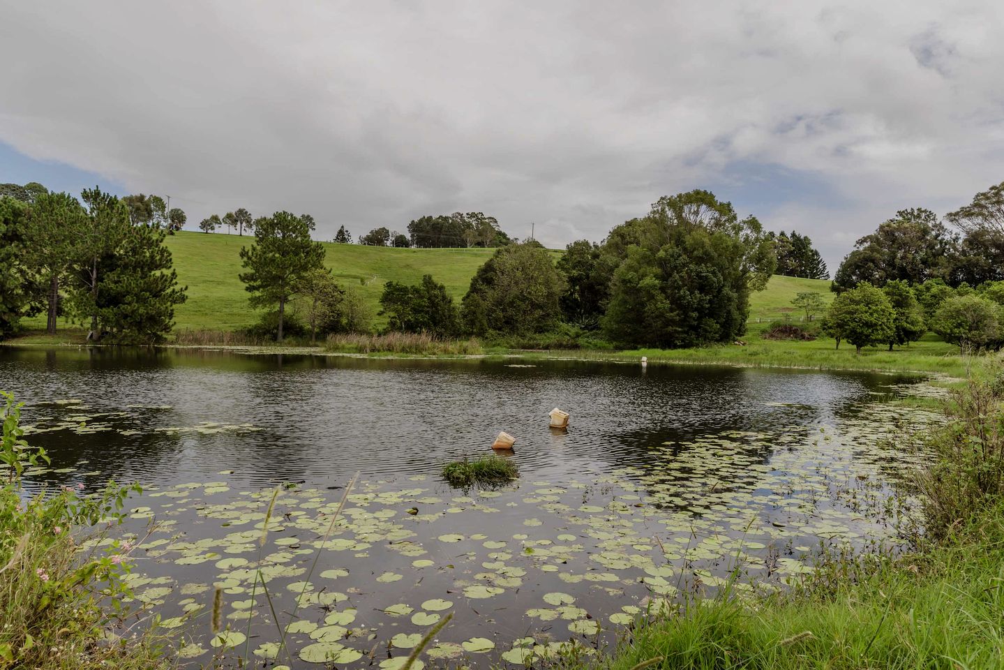 Secluded Tiny House Stay on Macadamia Plantation near Byron Bay, NSW