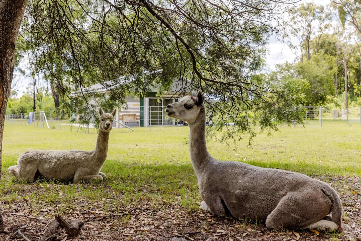 Secluded Tiny House Nestled Amidst Trees in James Creek, New South Wales