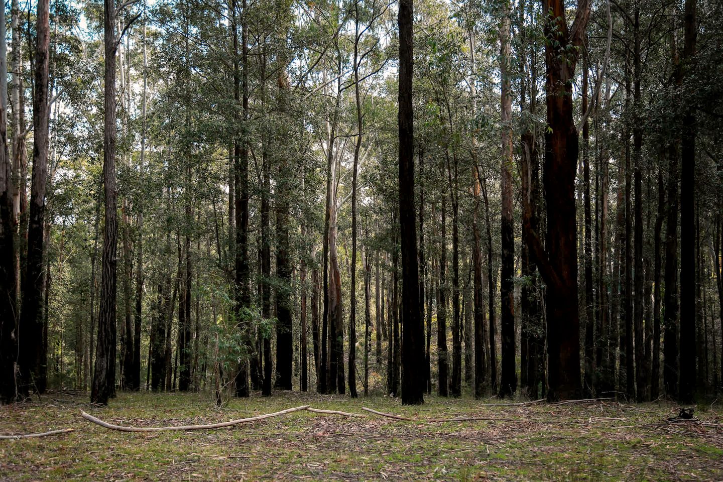 Secluded Tiny House with Off-Grid Charm near Colo River & Blue Mountains, NSW