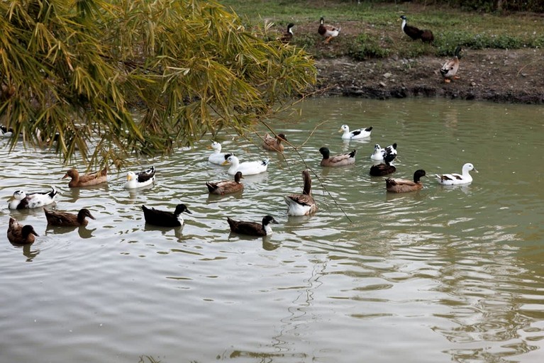 Tiny Houses (Australia, Bauple, Queensland)