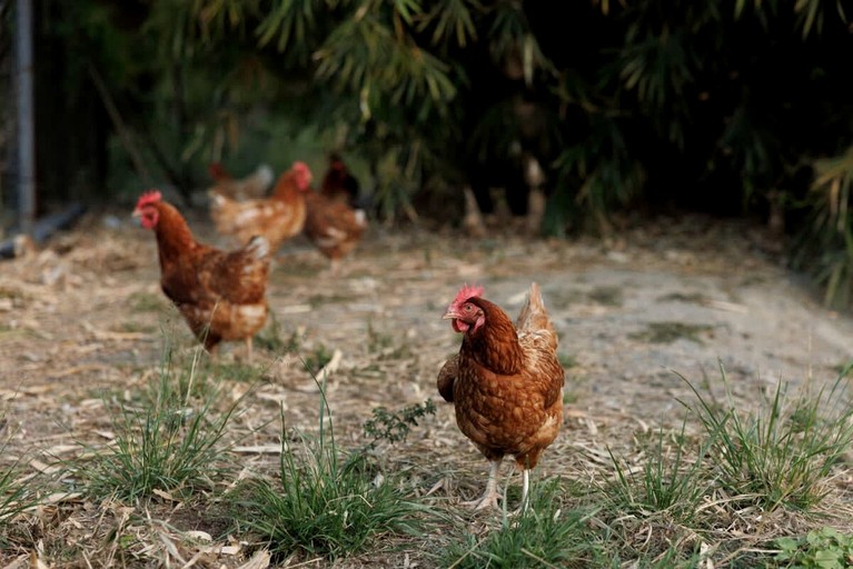 Tiny Houses (Australia, Bauple, Queensland)