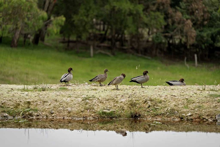 Tiny Houses (Australia, Hurstbridge, Victoria)