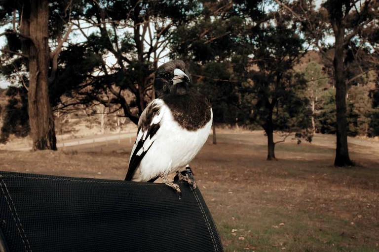 Tiny Houses (Australia, Possum Brush, New South Wales)
