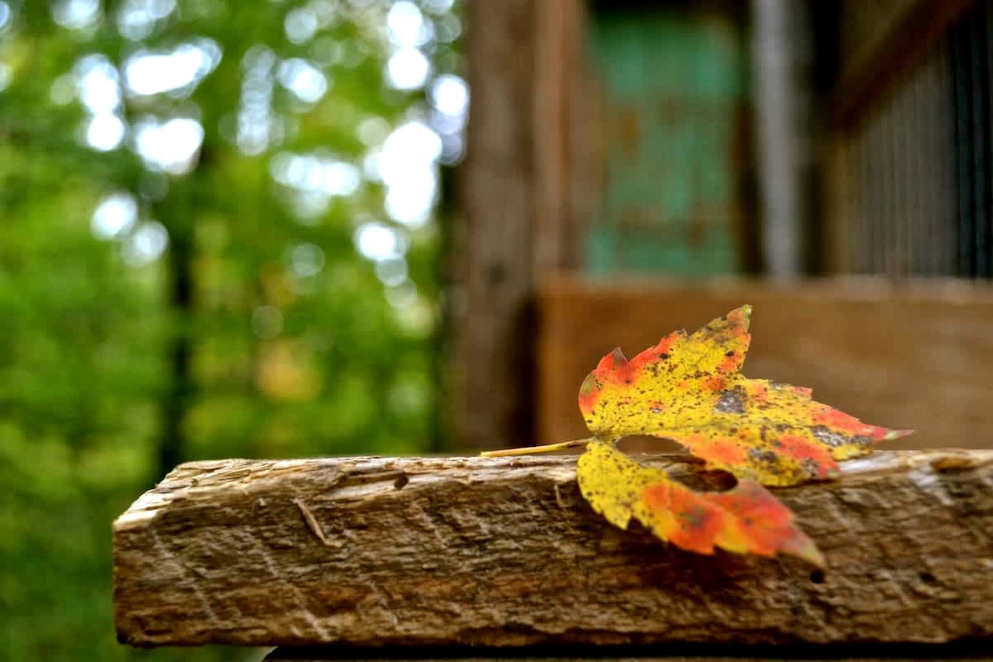 Secluded Tree House in the Forest near the Appalachian Mountains, Georgia