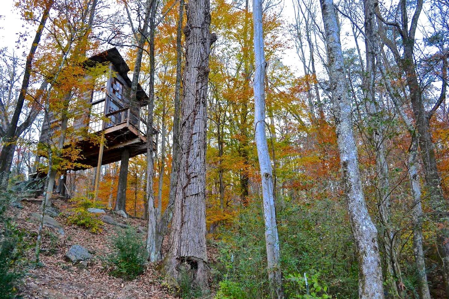 Secluded Tree House in the Forest near the Appalachian Mountains, Georgia