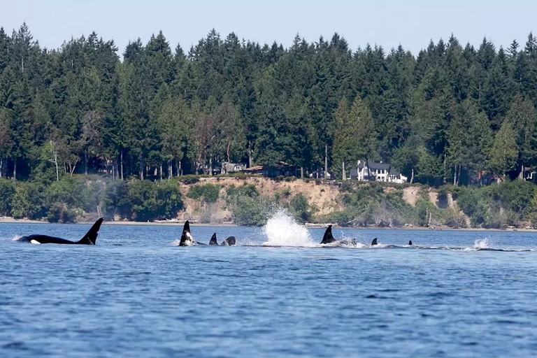 Cabins (Lakebay, Washington, United States)