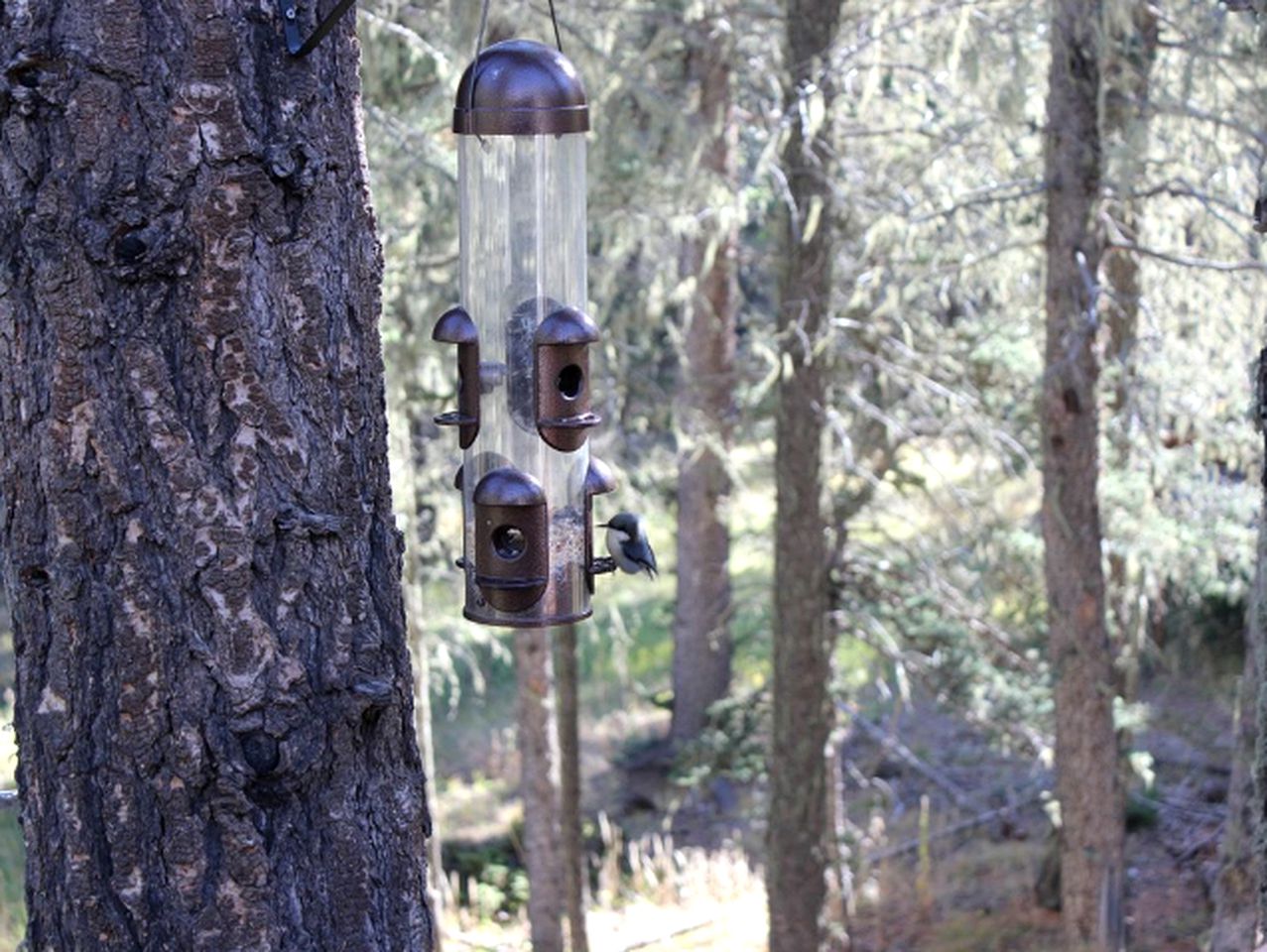 Cozy and Rustic Cabin Rental near Mount Snow in Angel Fire, New Mexico