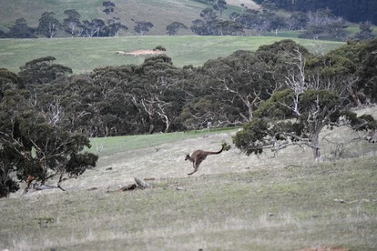 Serene Cottage on a Gorgeous Working Farm near Adelaide, South Australia photo 2