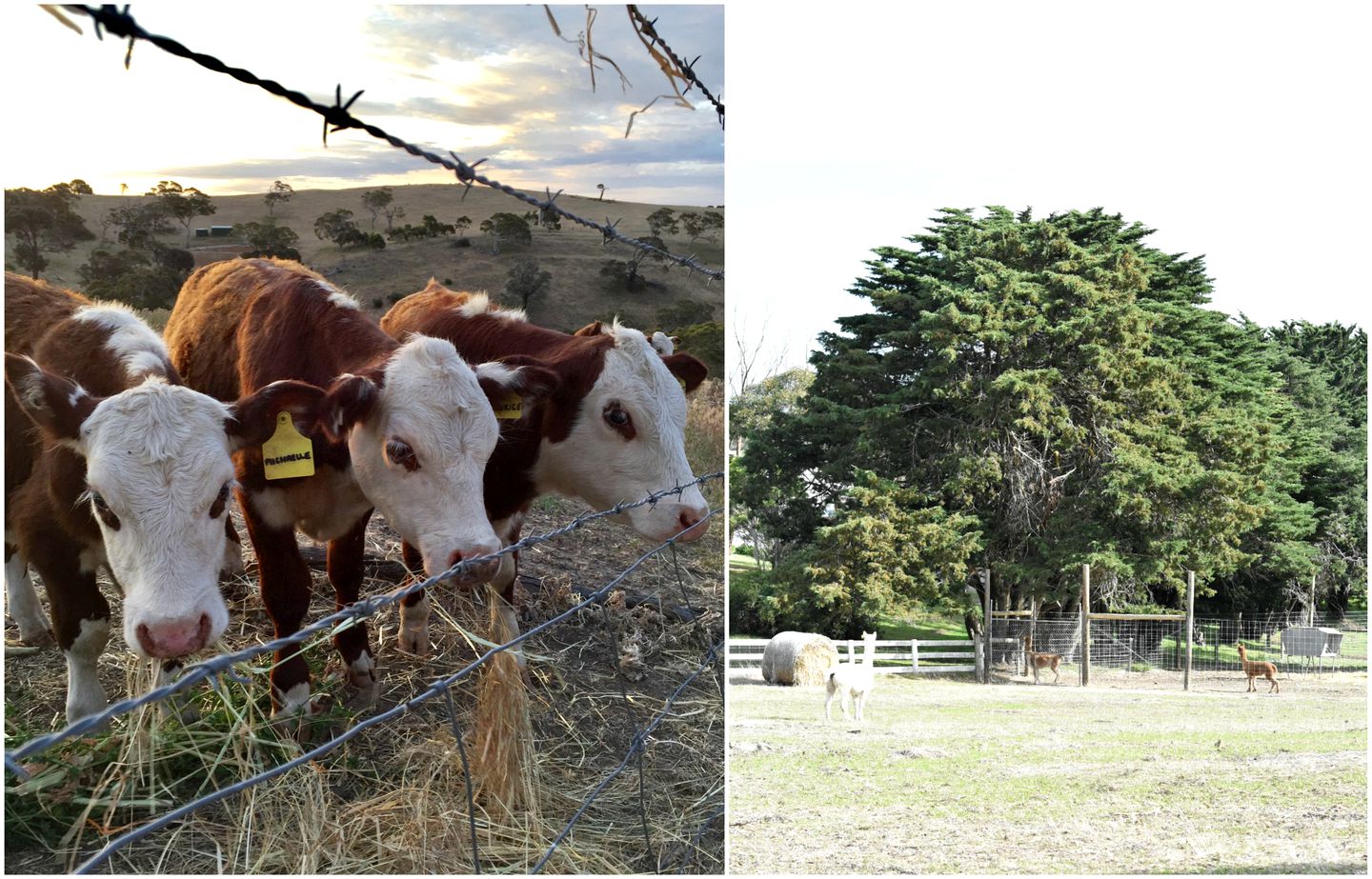 Serene Cottage on a Gorgeous Working Farm near Adelaide, South Australia