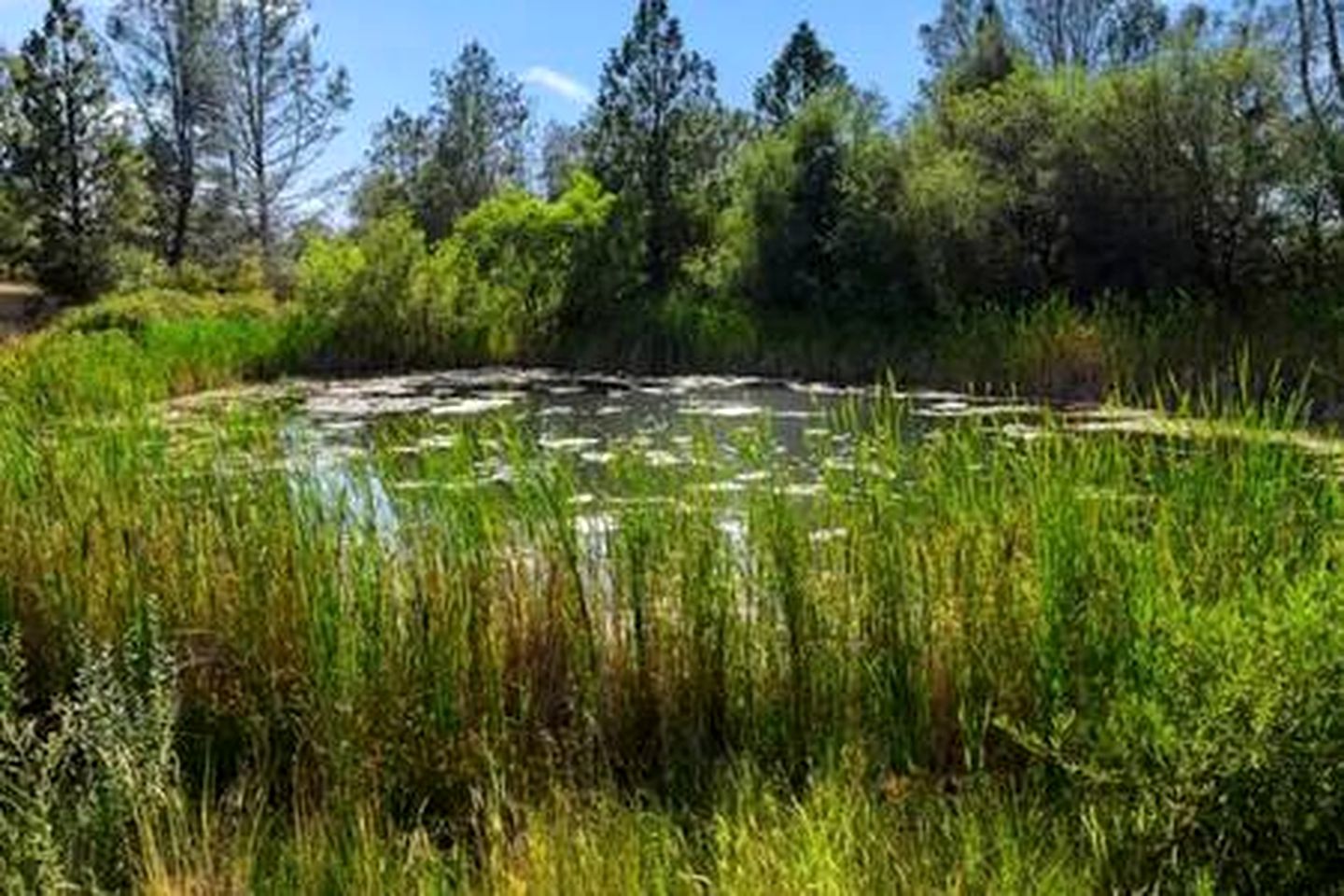 Your Perfect Getaway in Rough and Ready, CA