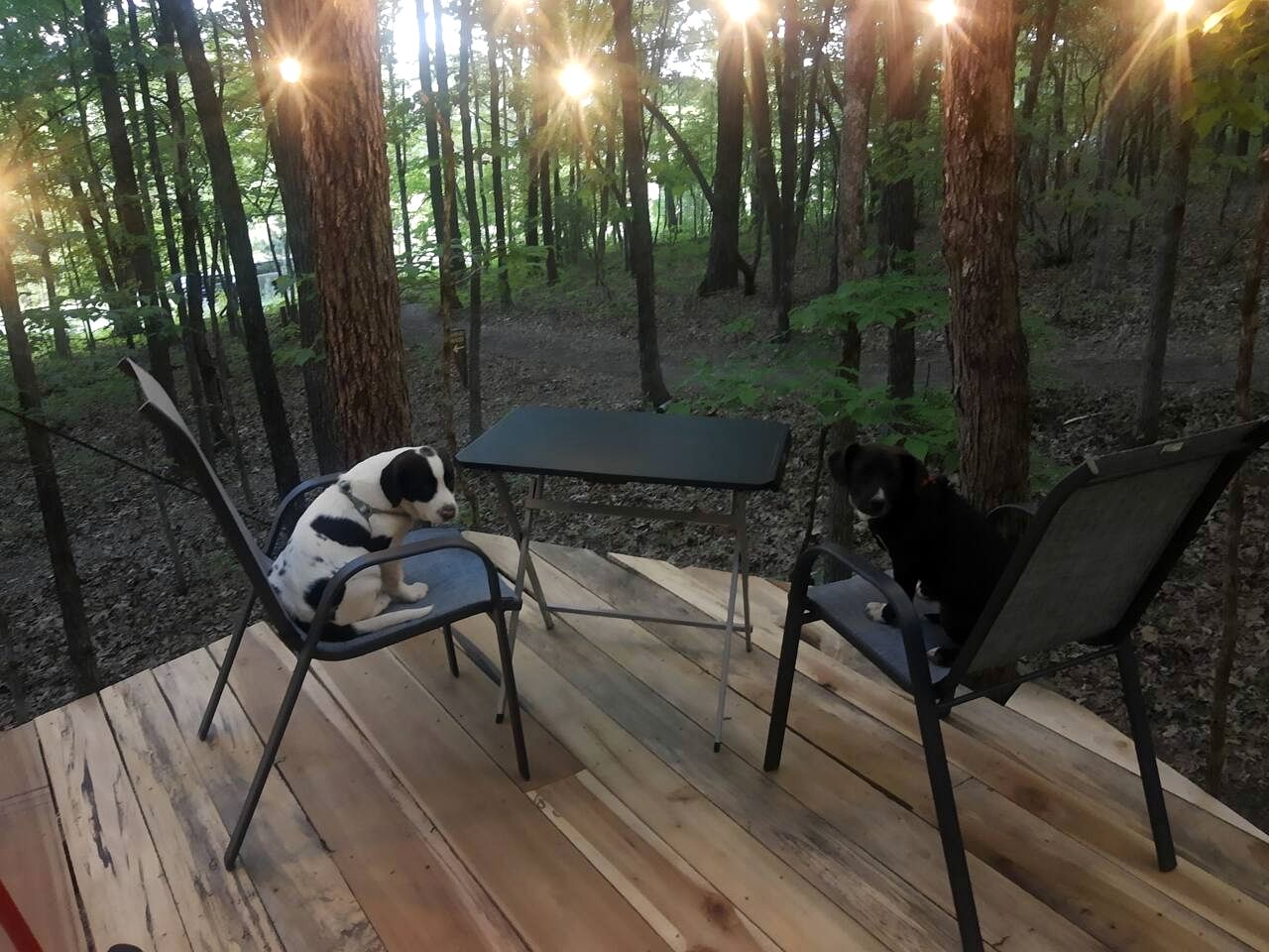 Whimsical Forest Safari Tent Haven Near Laurel Creek, Tennessee