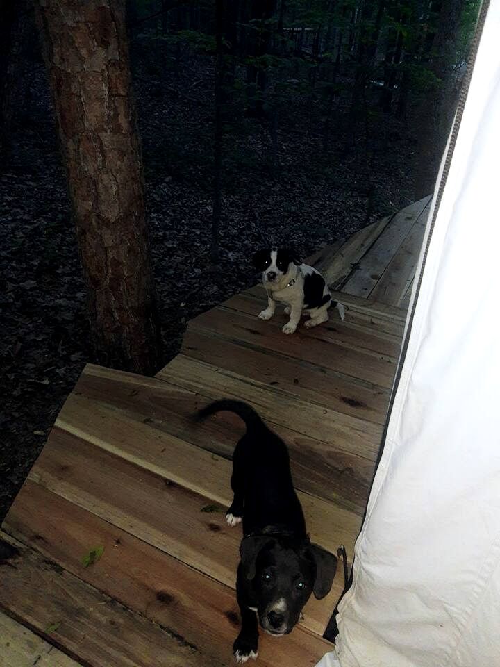 Whimsical Forest Safari Tent Haven Near Laurel Creek, Tennessee