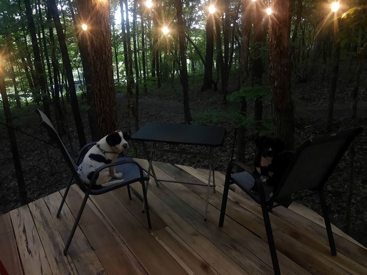 Whimsical Forest Safari Tent Haven Near Laurel Creek, Tennessee