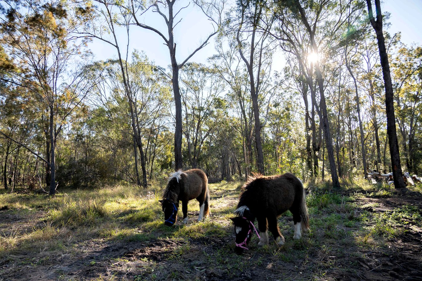 Serene Tiny Home Retreat with Wildlife Farm Stay Near Hervey Bay, Queensland