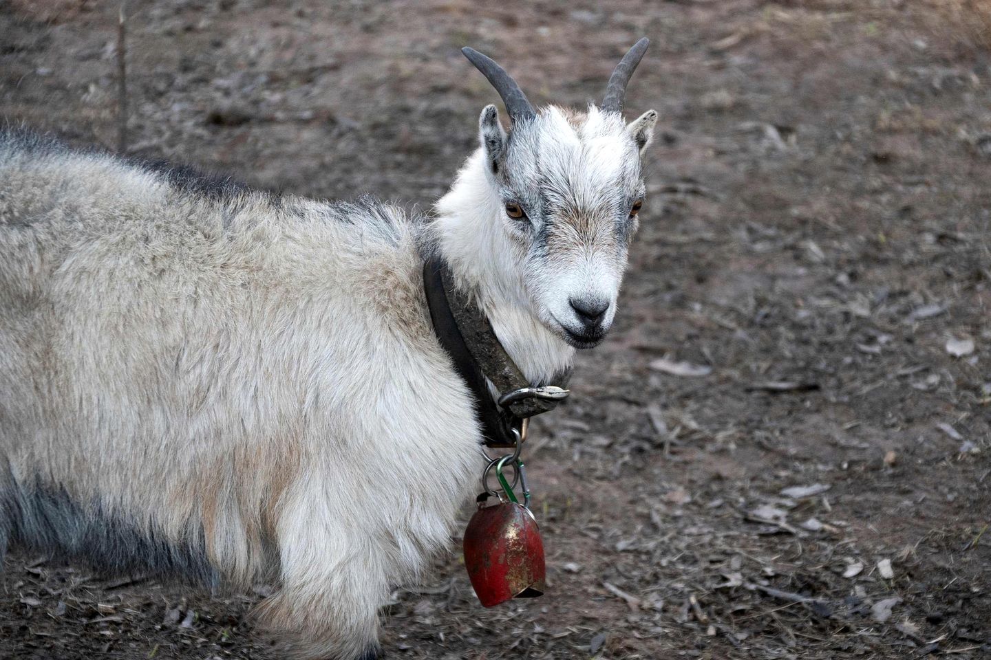 Serene Tiny Home Retreat with Wildlife Farm Stay Near Hervey Bay, Queensland
