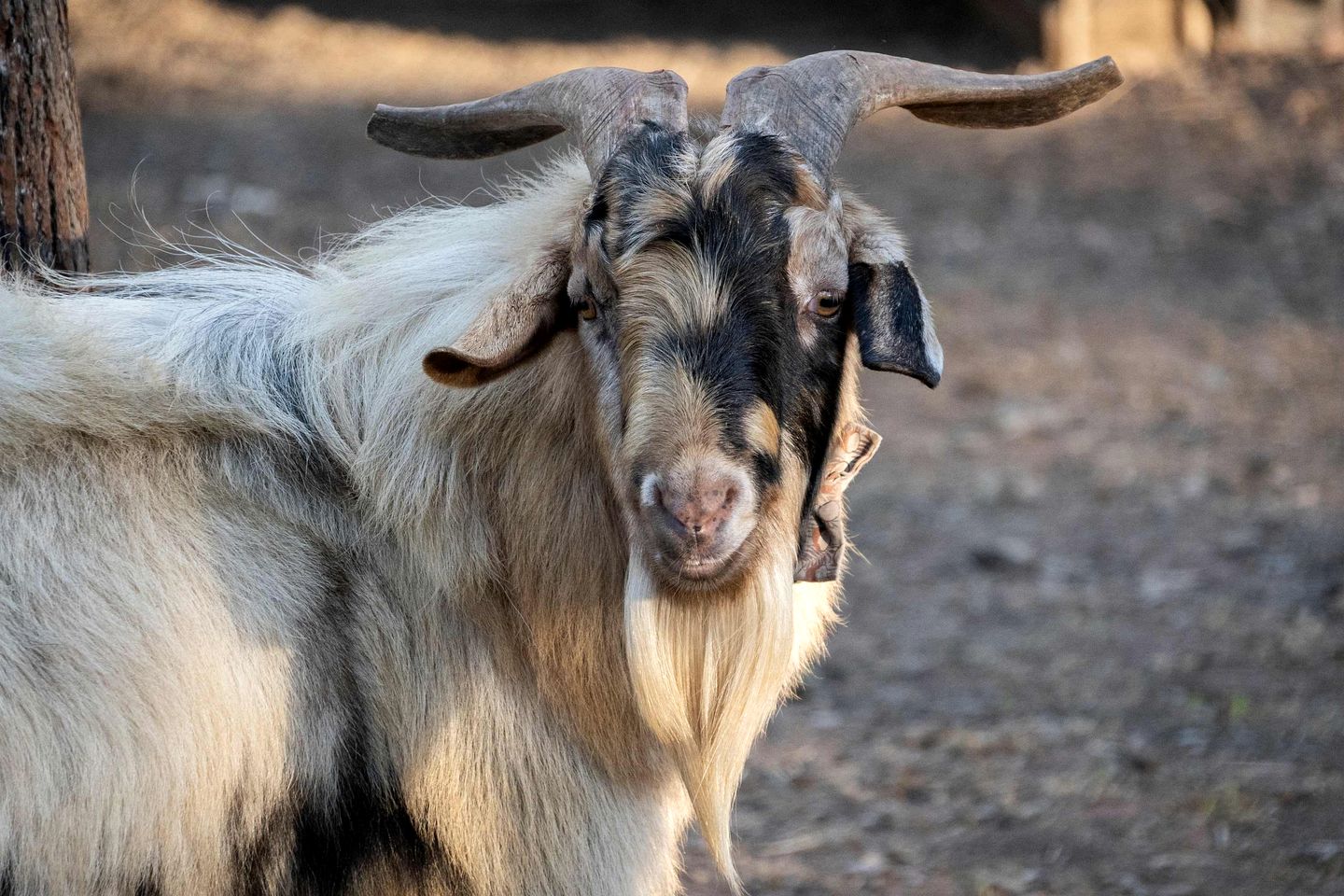 Serene Tiny Home Retreat with Wildlife Farm Stay Near Hervey Bay, Queensland