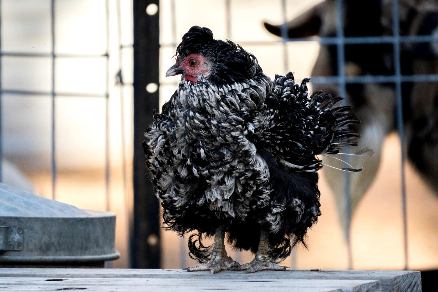 Serene Tiny Home Retreat with Wildlife Farm Stay Near Hervey Bay, Queensland