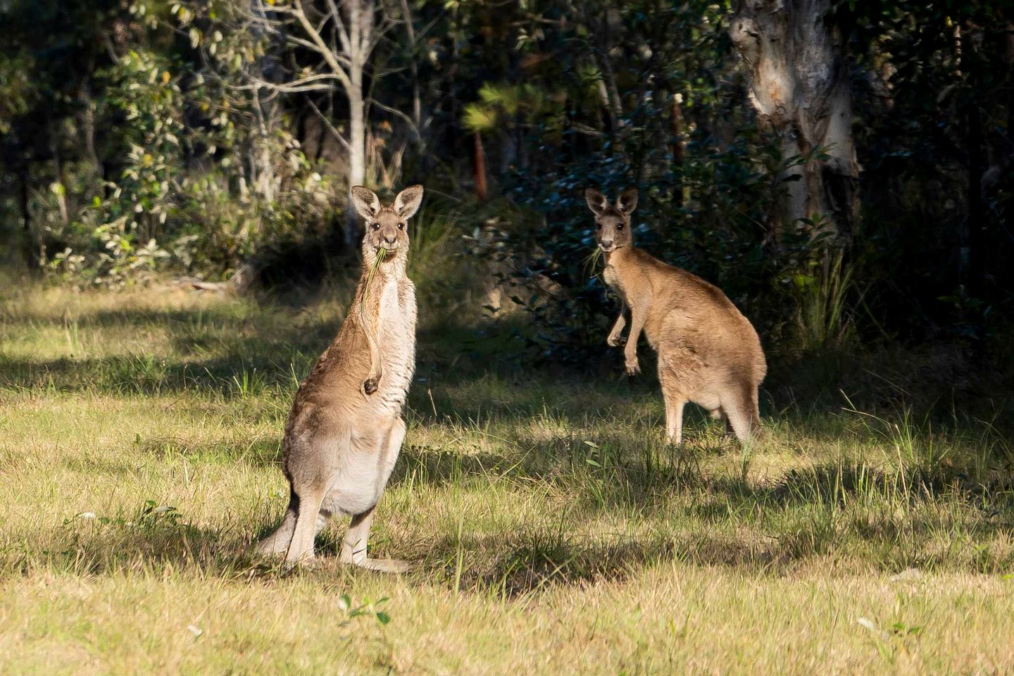 Serene Tiny Home Retreat with Wildlife Farm Stay Near Hervey Bay, Queensland