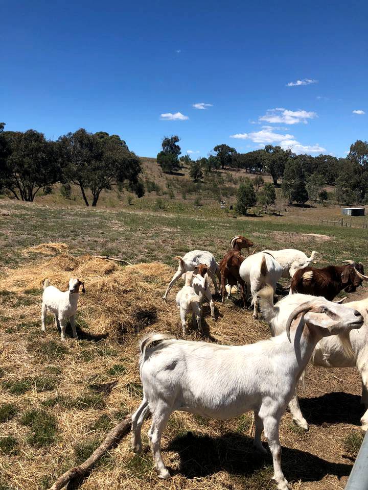 Charming Tiny House in Tallarook near Melbourne