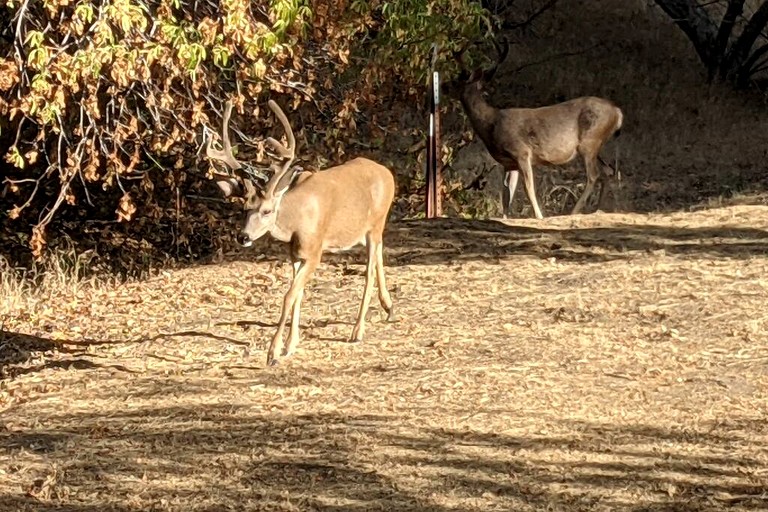 Vacation Rentals (United States of America, --, --)