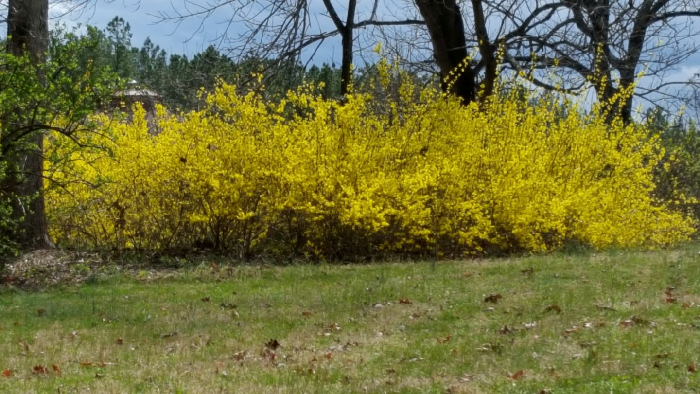 Unique Getaway in a Beautiful Yoga Retreat close to Williamsburg, Virginia