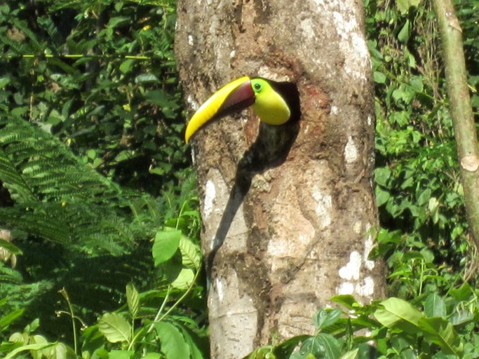 Safari Tents (Playa Hermosa, Guanacaste, Costa Rica)