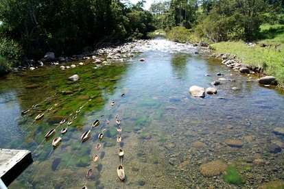 Beautiful Holiday Cottage with Views of a Babbling Creek near Mackay, Queensland - Photo 2