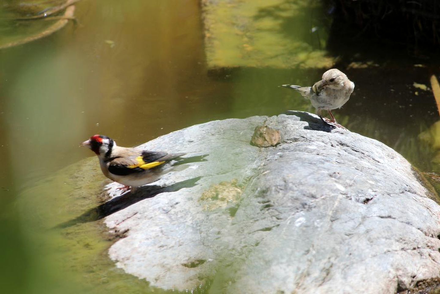 Romantic Bed and Breakfast with Gorgeous Gardens in Christchurch, South Island