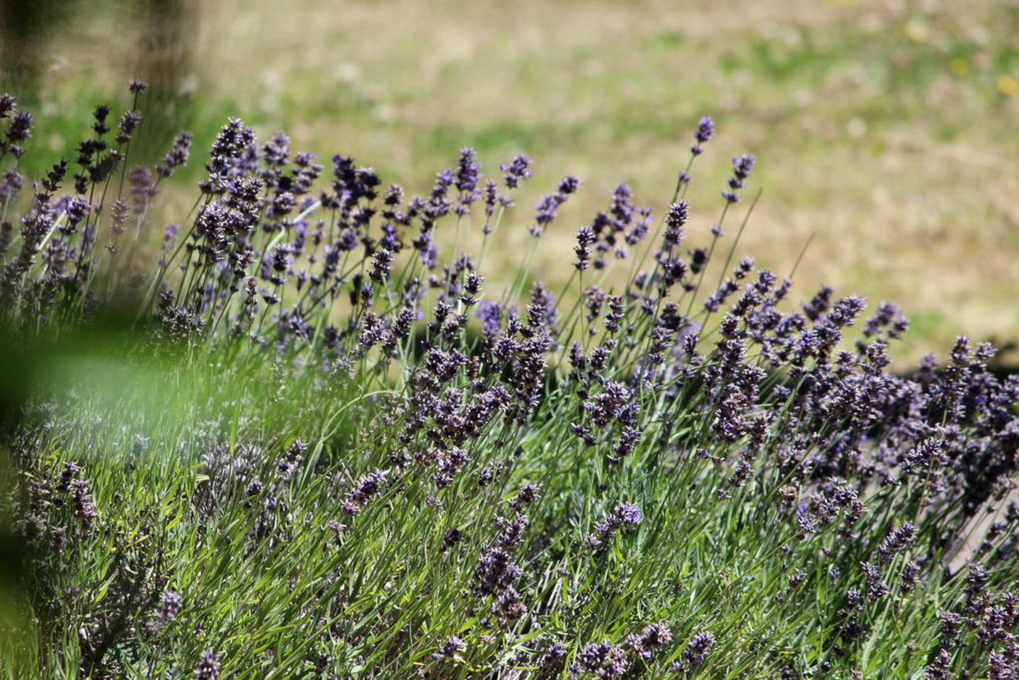 Romantic Bed and Breakfast with Gorgeous Gardens in Christchurch, South Island